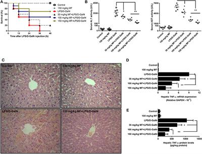 Mangiferin Attenuates LPS/D-GalN-Induced Acute Liver Injury by Promoting HO-1 in Kupffer Cells